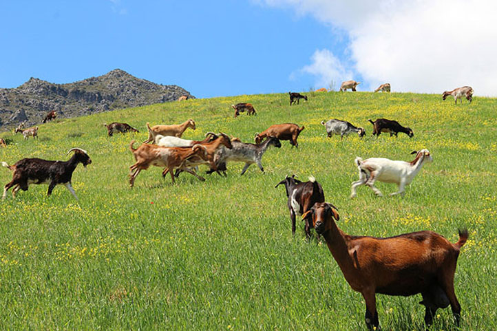 Healthy local goats